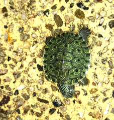 Trachemys ornata