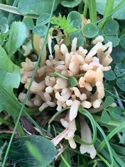 Clavulina rugosa