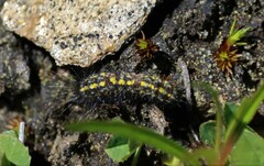 Setina irrorella