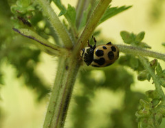 Ceratomegilla notata