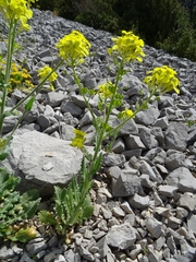 Biscutella cichoriifolia