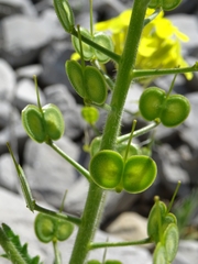 Biscutella cichoriifolia
