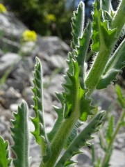 Biscutella cichoriifolia