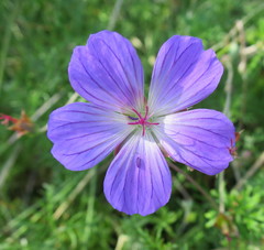 Geranium incanum multifidum