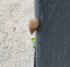 Bulimulus guadalupensis