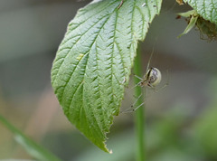 Enoplognatha ovata