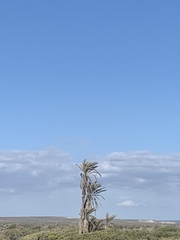 Washingtonia robusta