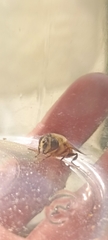 Eristalis tenax