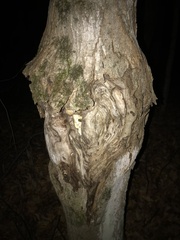 Neonectria ditissima