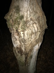 Neonectria ditissima