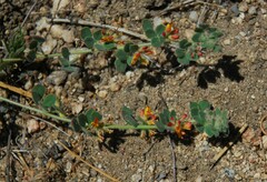 Acmispon heermannii heermannii