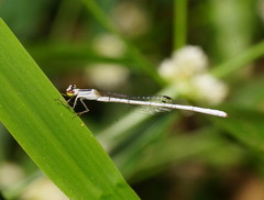 Agriocnemis argentea