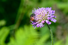Andrena hattorfiana