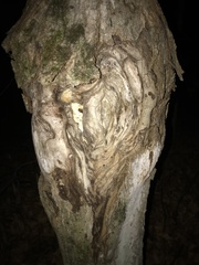 Neonectria ditissima