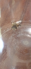 Eristalis tenax