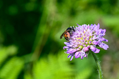 Andrena hattorfiana