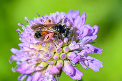Andrena hattorfiana