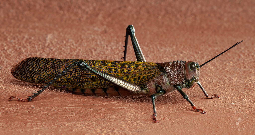 Giant Red Winged Grasshopper In November 2022 By Federico Figueroa Cabezas · Inaturalist