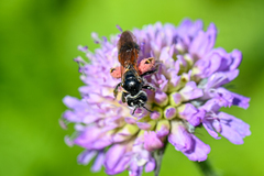 Andrena hattorfiana