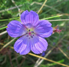 Geranium incanum multifidum