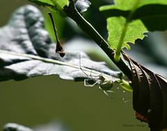 Enoplognatha ovata