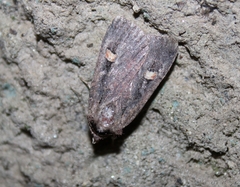 Adelphagrotis indeterminata