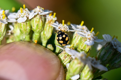 Coccinula quatuordecimpustulata