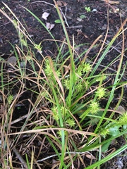Carex louisianica