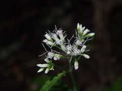 Eupatorium chinense