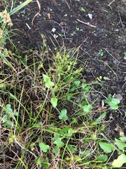 Carex louisianica