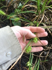 Carex louisianica