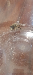 Eristalis tenax