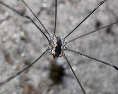 Leuronychus pacificus