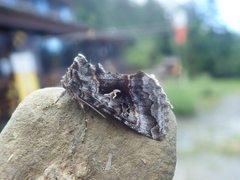 Syngrapha ottolenguii