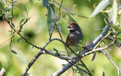 Synallaxis frontalis