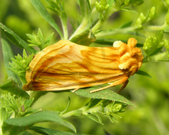 Cirrhophanus triangulifer