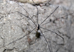 Leuronychus pacificus