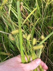 Carex lurida