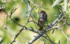 Synallaxis frontalis