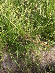 Carex lurida