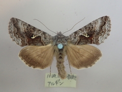 Syngrapha ottolenguii