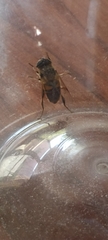 Eristalis tenax
