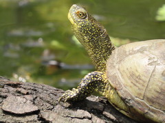 Emys orbicularis persica