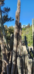 Cleistocactus strausii