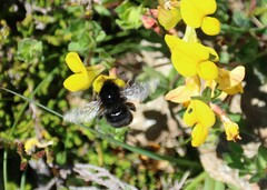 Anthophora plumipes