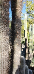 Cleistocactus strausii