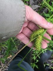 Carex lurida