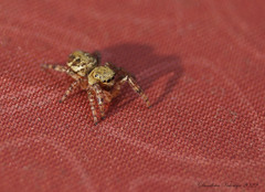 Dendryphantes