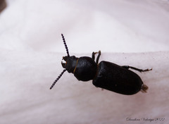 Spondylis buprestoides