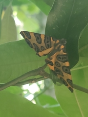 Pantherodes